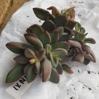 Echeveria Manaudes