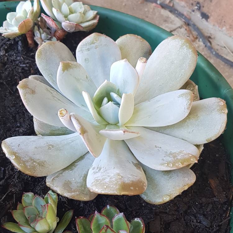 plant image 909335