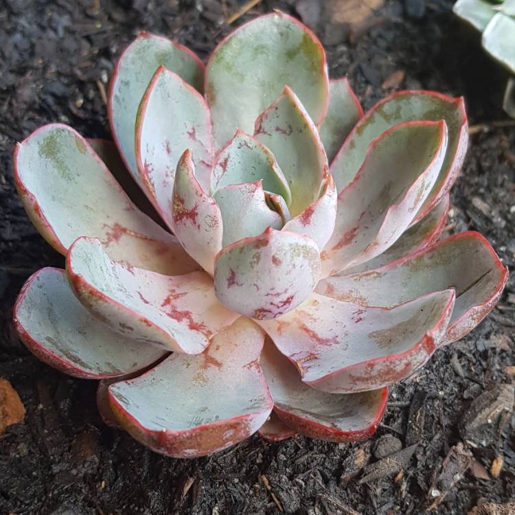 plant image 909550