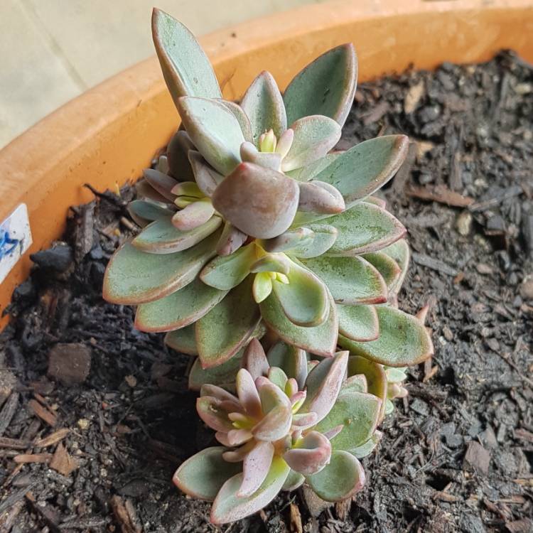 plant image 909552