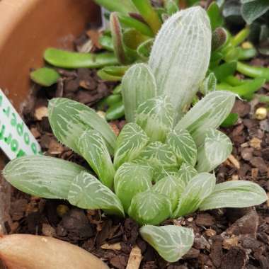 Haworthia Cooperi Variegata
