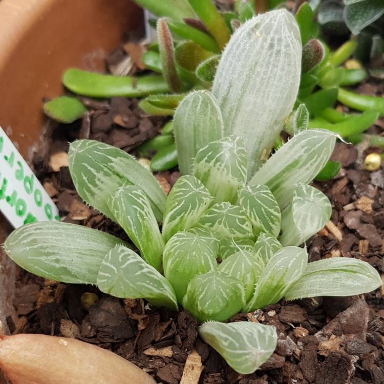 Plant image Haworthia Cooperi Variegata