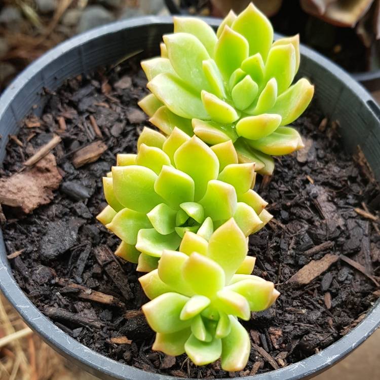 Plant image xSedeveria Maialen