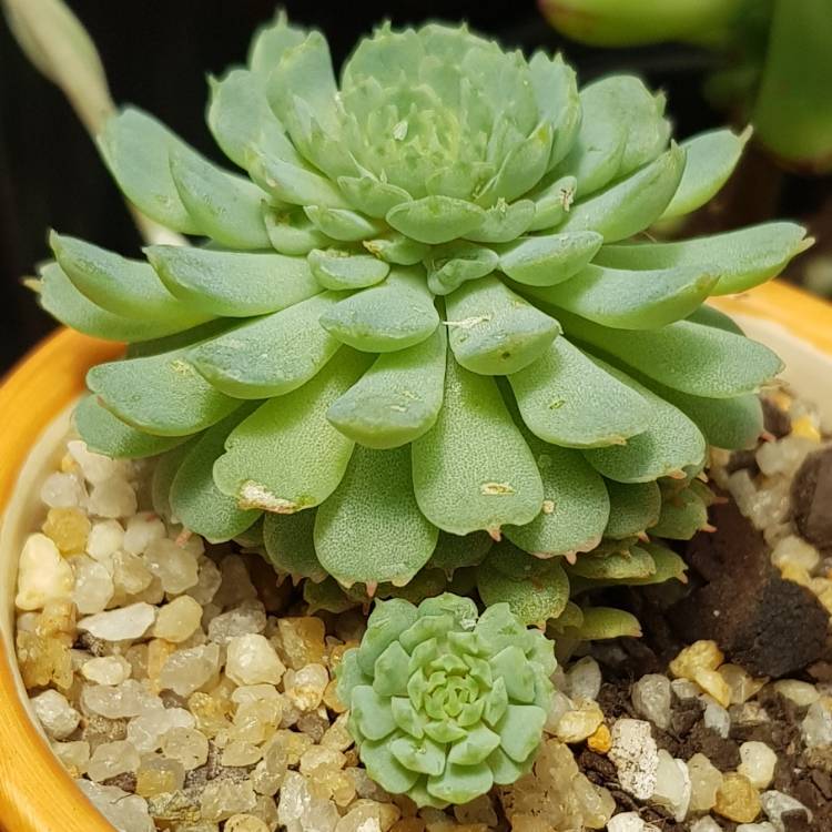 Plant image Echeveria Vincent Catto