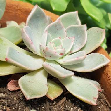 xGraptoveria Marpin