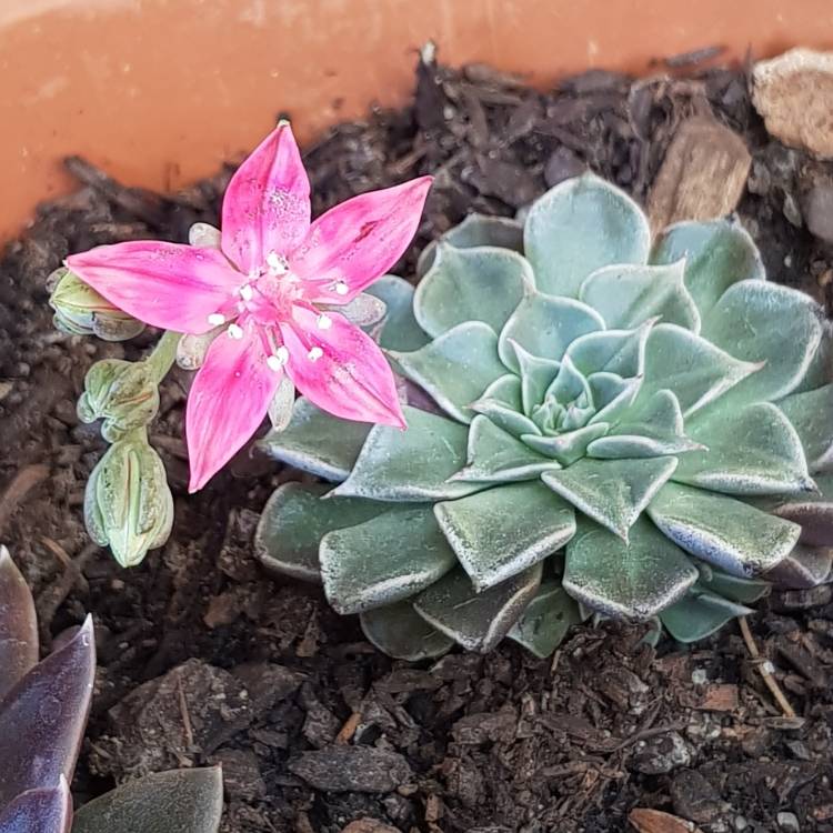 Plant image Tacitus Bellus syn.Graptopetalum Bellum