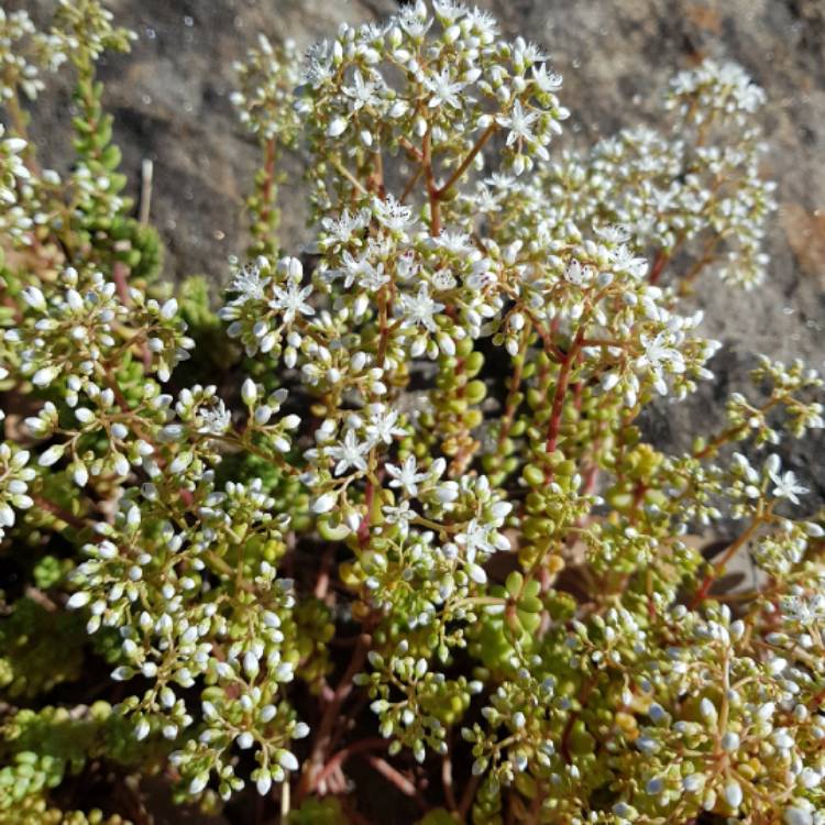 plant image 925982 plant image 925982