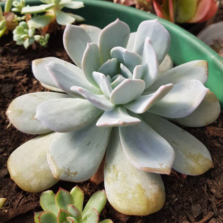 plant image 928279