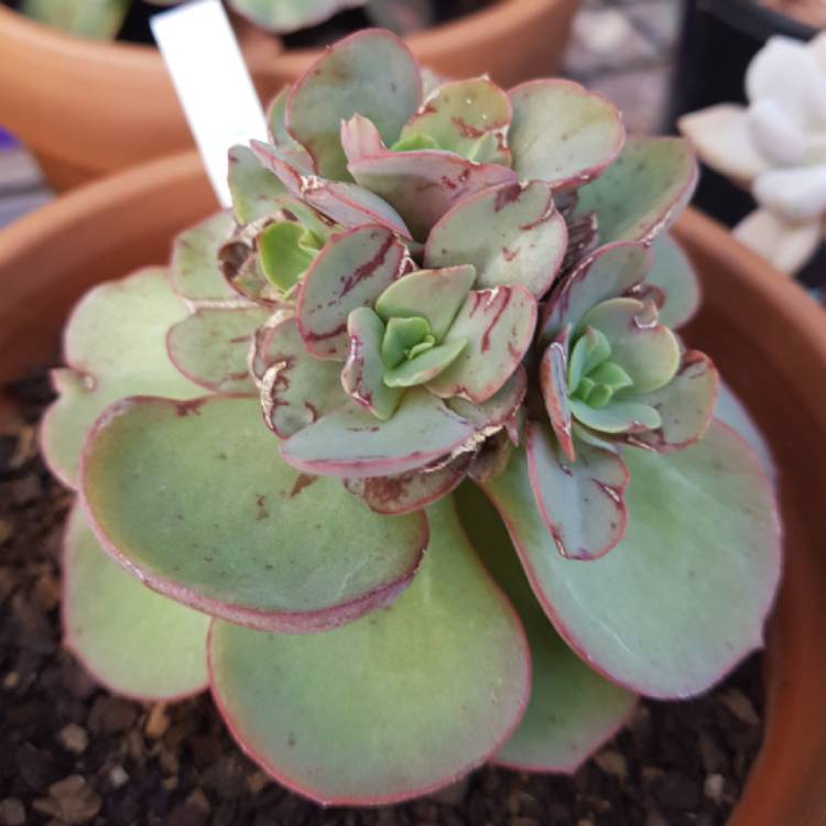 plant image 928282