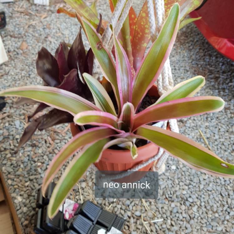 plant image 930034