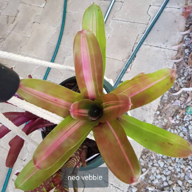 plant image 930036