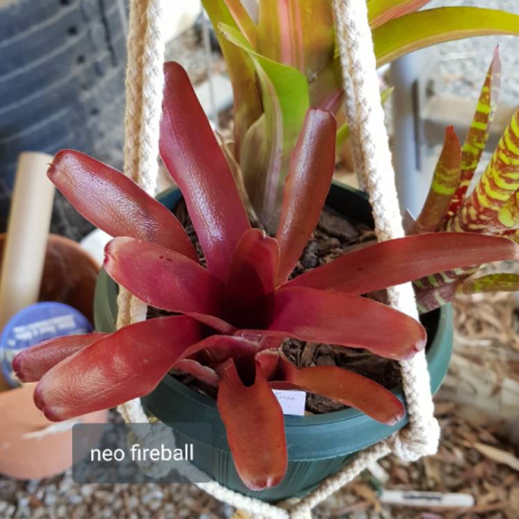 Plant image Neoregelia 'Fireball'