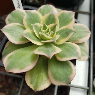 Aeonium Sunburst