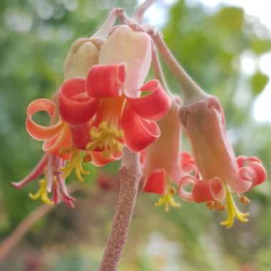 Cotyledon orbiculata var. 'Oophylla'