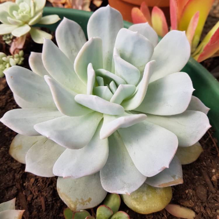 plant image 951342