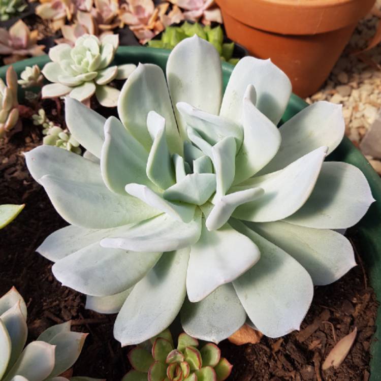 plant image 976068