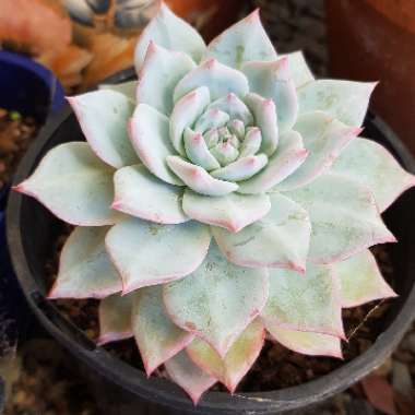 Echeveria Blue Bird