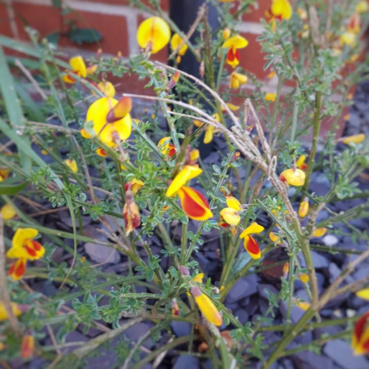 plant image 408055