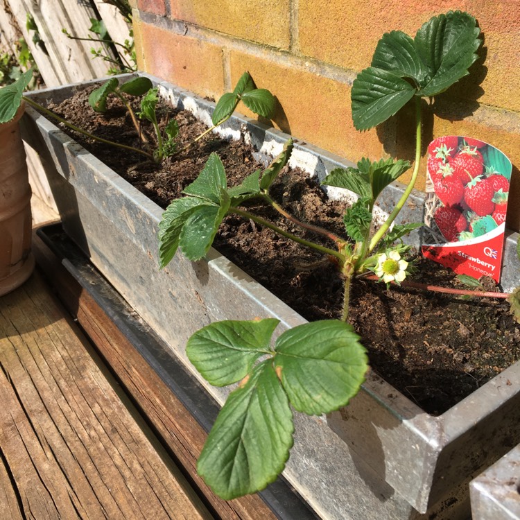 Plant image Fragaria x ananassa 'Honeoye'