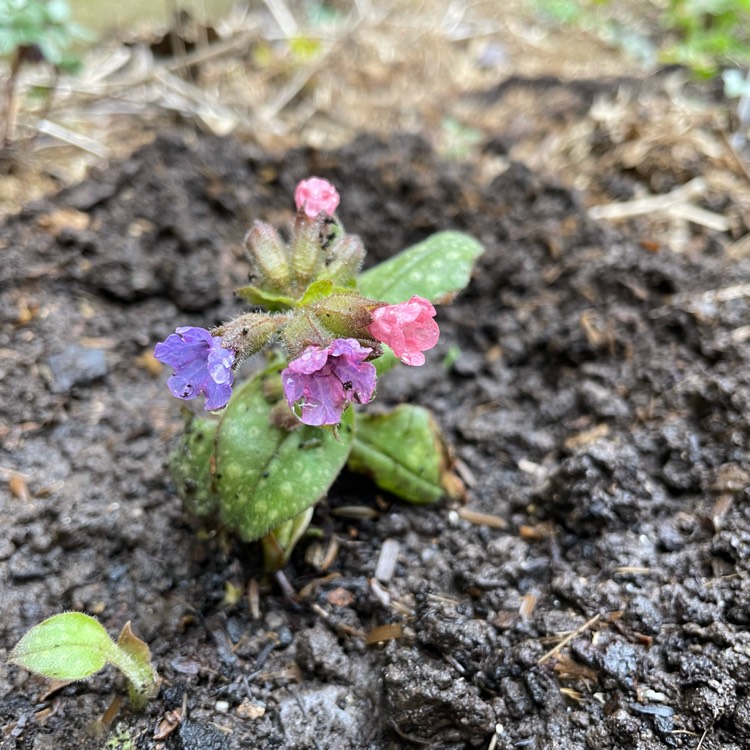 Plant image Pulmonaria rubra 'Redstart'
