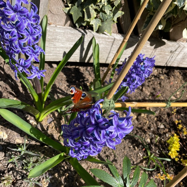 plant image 1456616