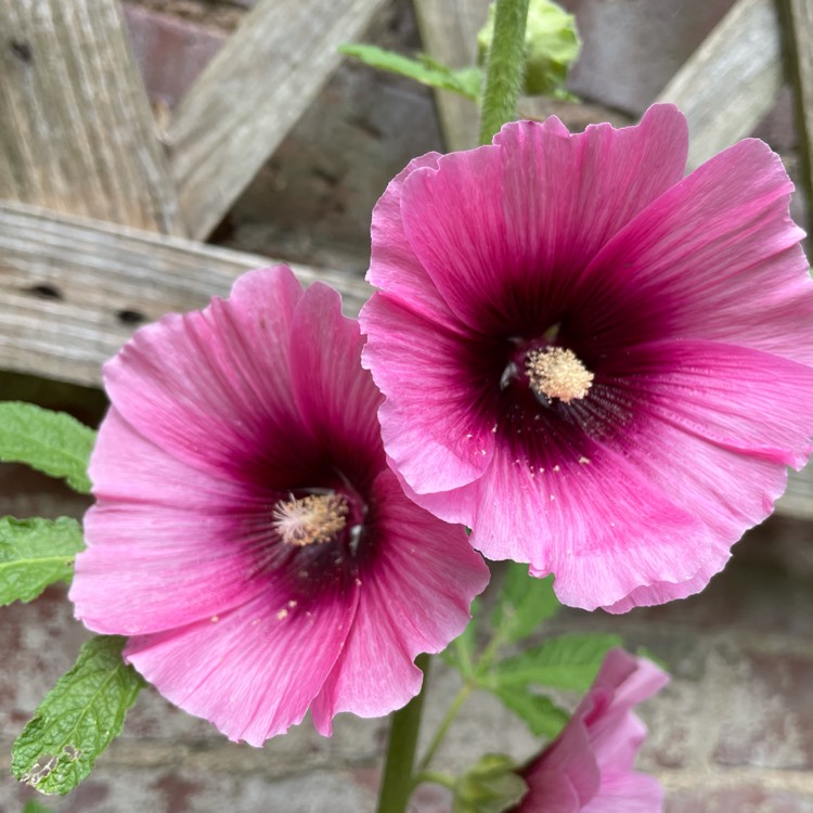 Plant image Alcea rosea 'Halo Apricot' (Halo Series)
