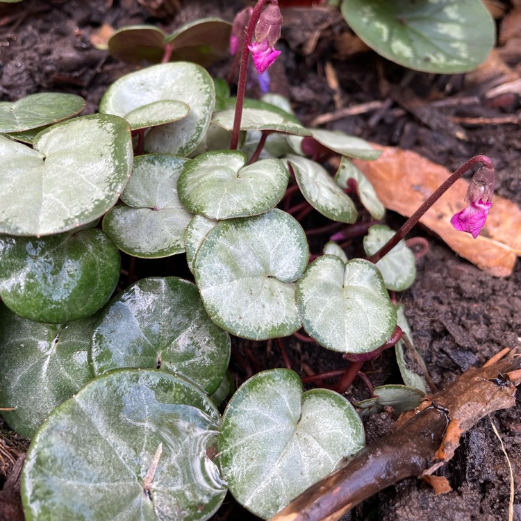 plant image 1542447