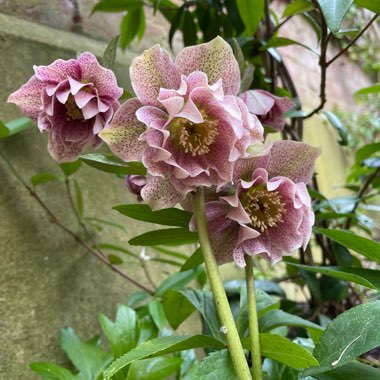 Double light Pink