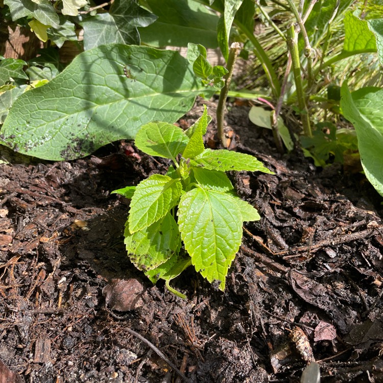 plant image 1574530