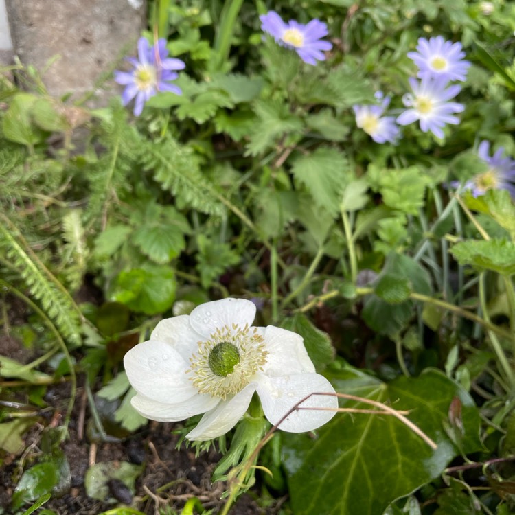 plant image 1575118
