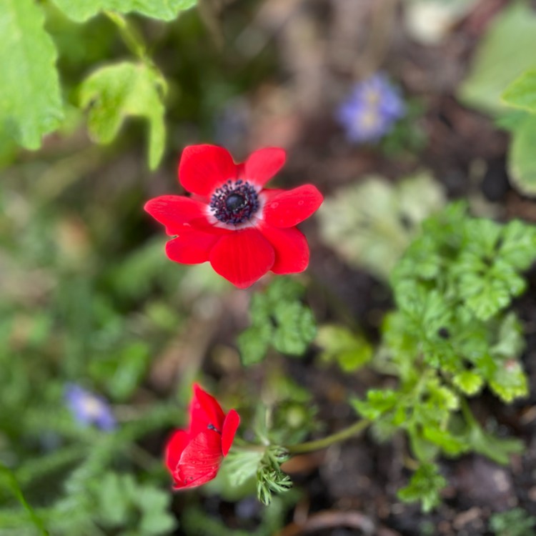 plant image 1575119