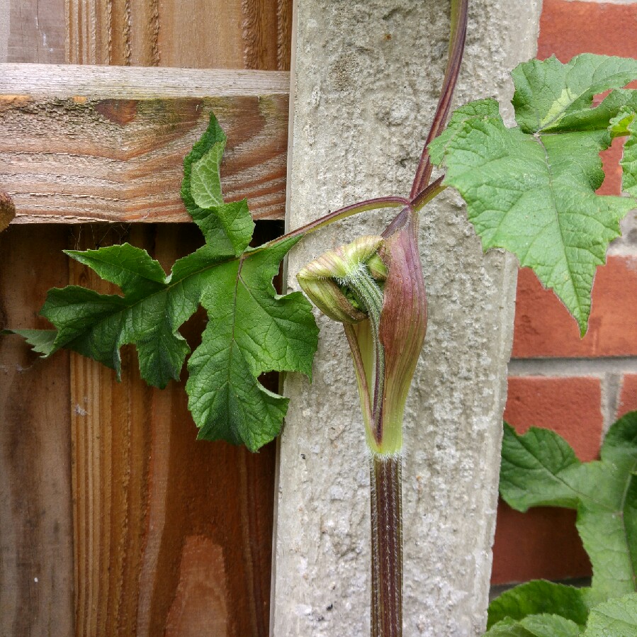 Plant image Angelica archangelica; syn Angelica officinalis