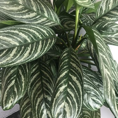 Aphelandra Zebra