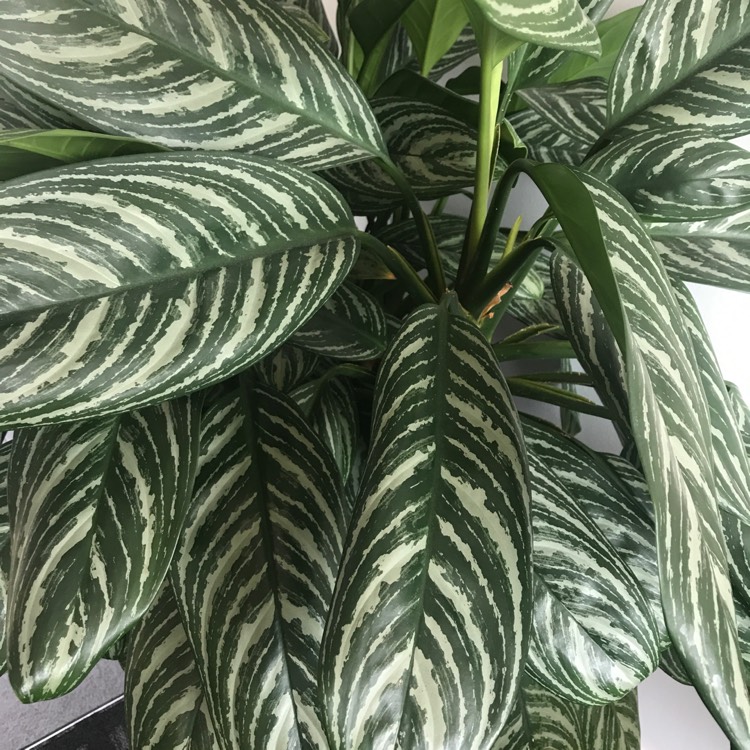 Plant image Aphelandra Squarrosa