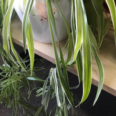 Spider Plant 'Vittatum'