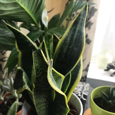 Variegated Snake Plant