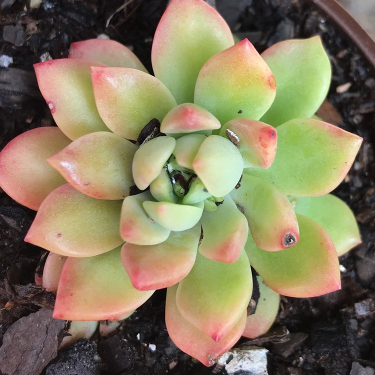 Plant image Echeveria Mebina