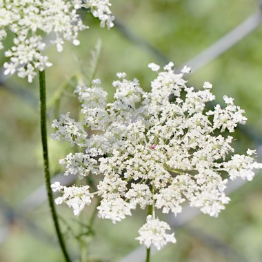 Ammi majus