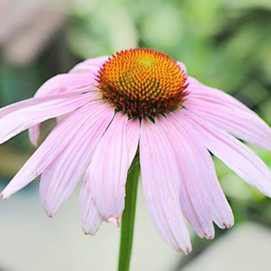 Echinacea purpurea 'Kim's Knee High'