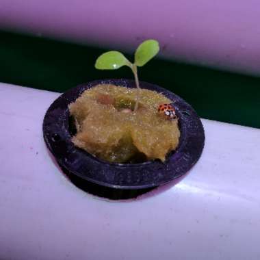 Lactuca sativa 'Little Gem'