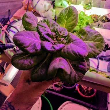 Lactuca sativa 'Little Gem'