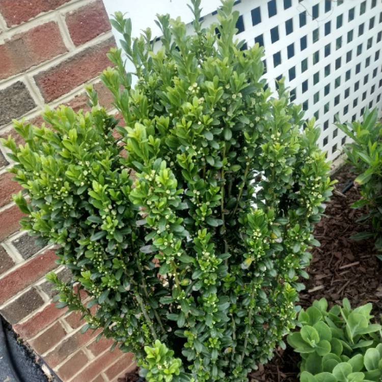 Plant image Ilex crenata 'Sky Pencil'