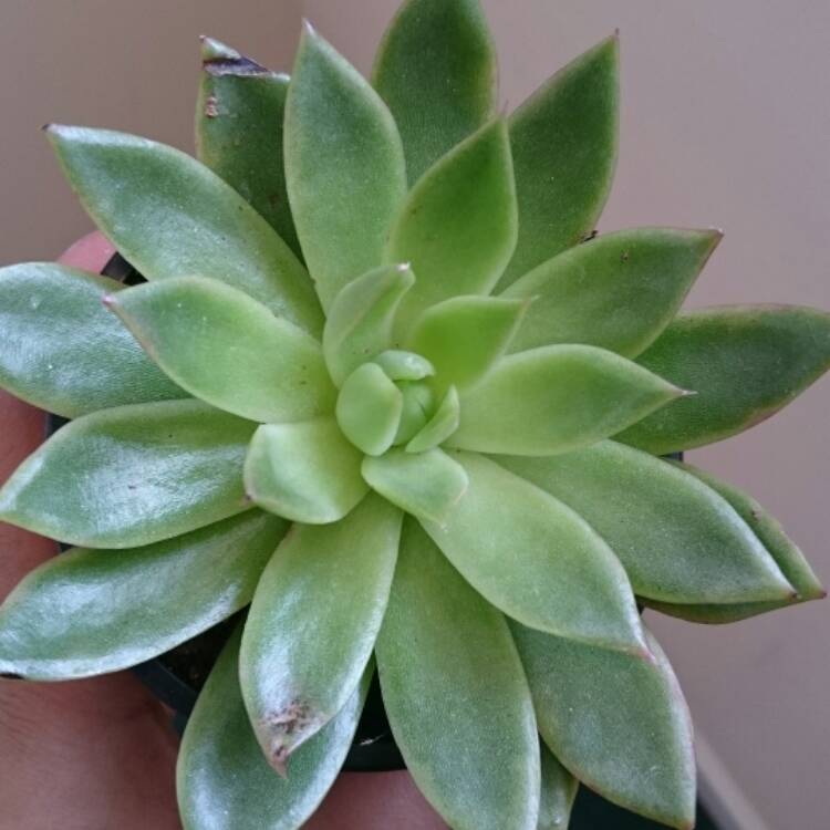 plant image 390999