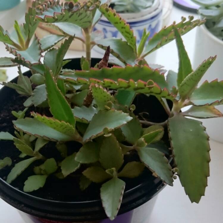 plant image 391007