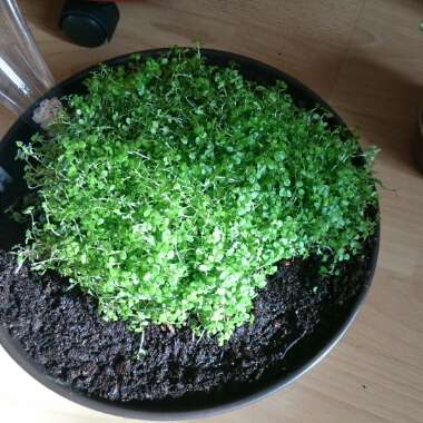 Soleirolia soleirolii syn. Helxine soleirolii