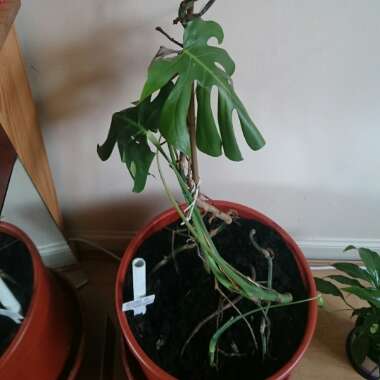 Monstera deliciosa