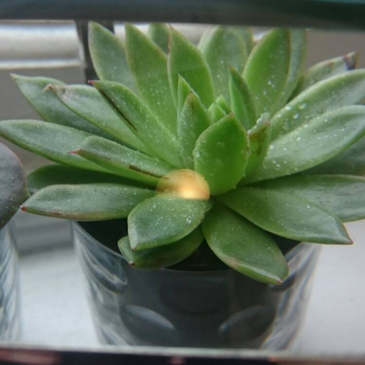 plant image 408198