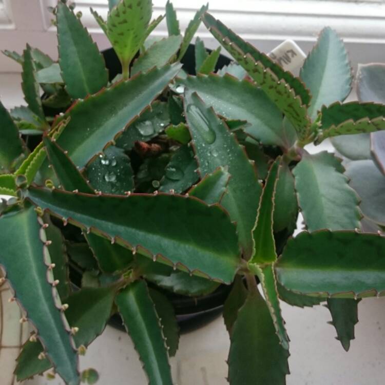 plant image 408564