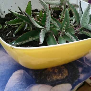 Kalanchoe daigremontiana syn. Bryophyllum daigremontianum