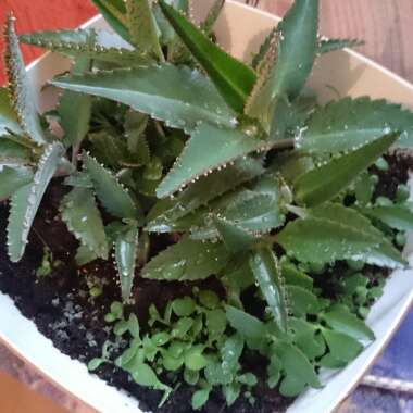 Mother of Thousands